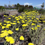 Moonshine Common Yarrow