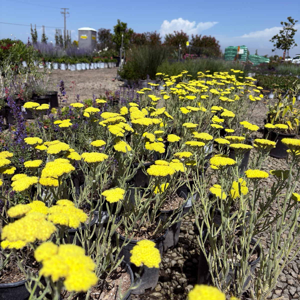 Moonshine Common Yarrow