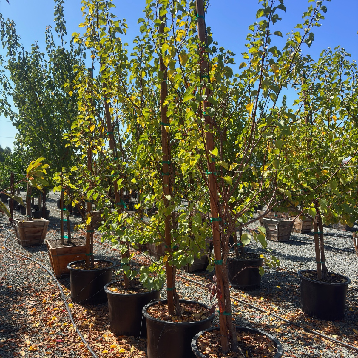 Moorpark Apricot