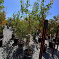 Moorpark Apricot