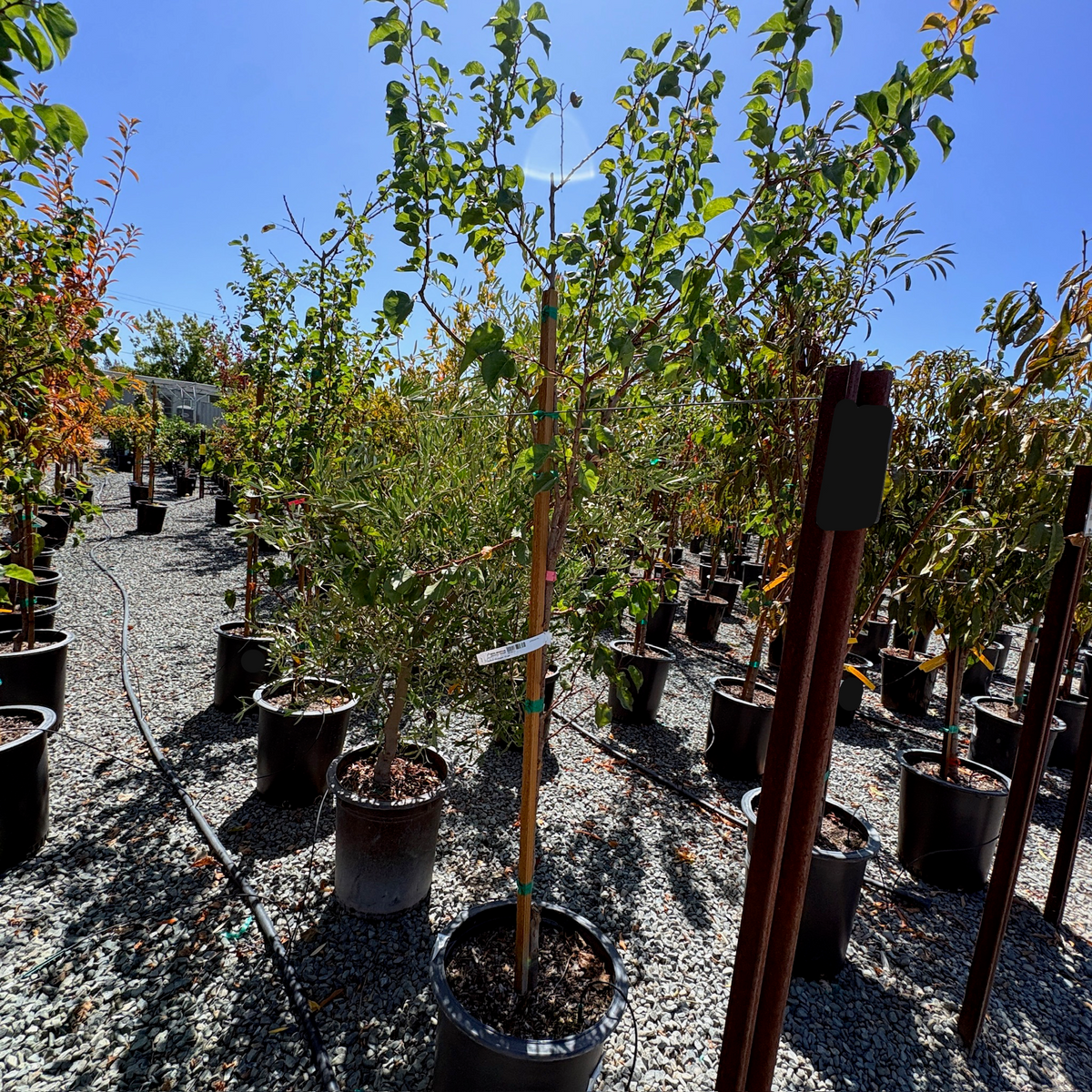 Moorpark Apricot