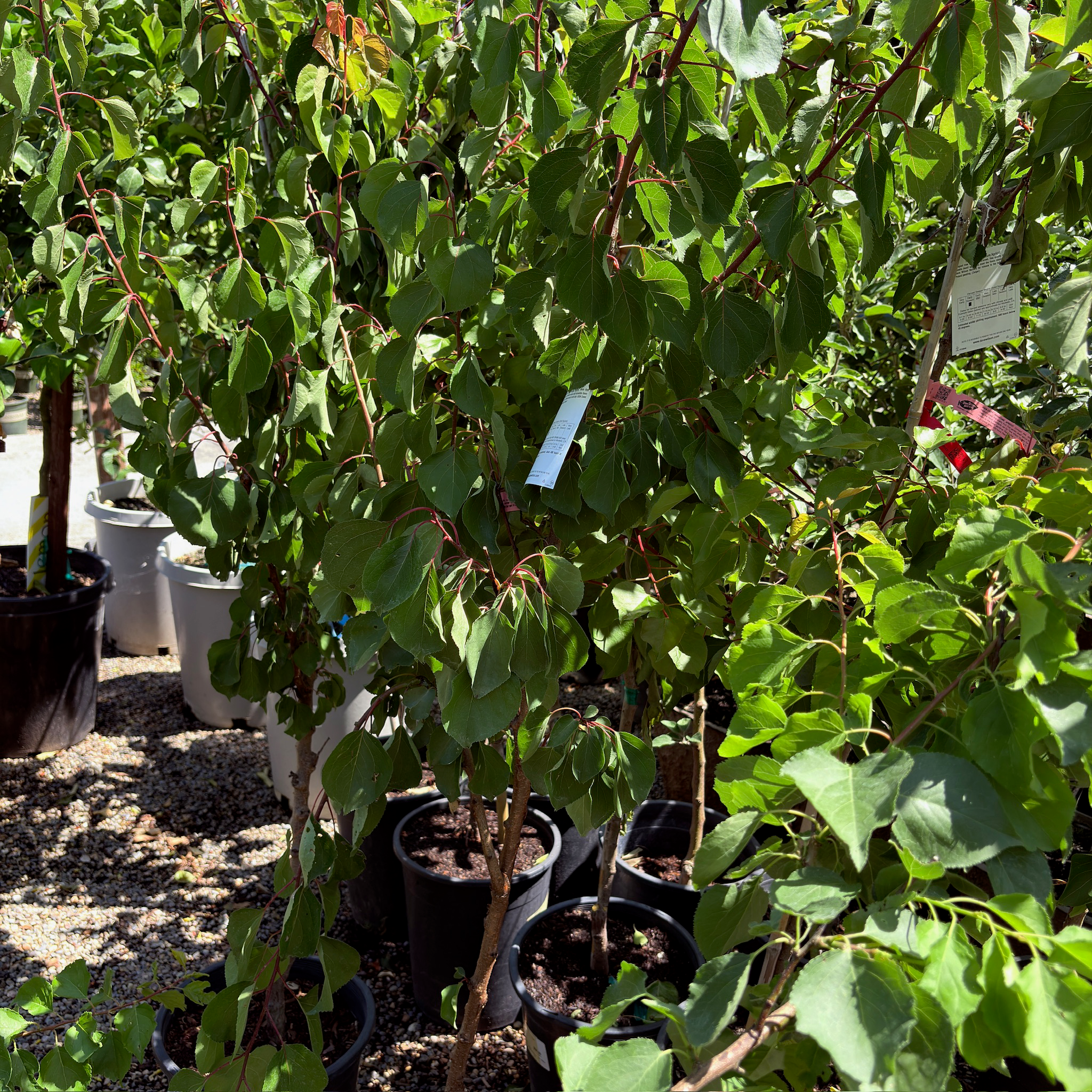Group of potted More-In-One Apricot trees with green leaves in a garden setting