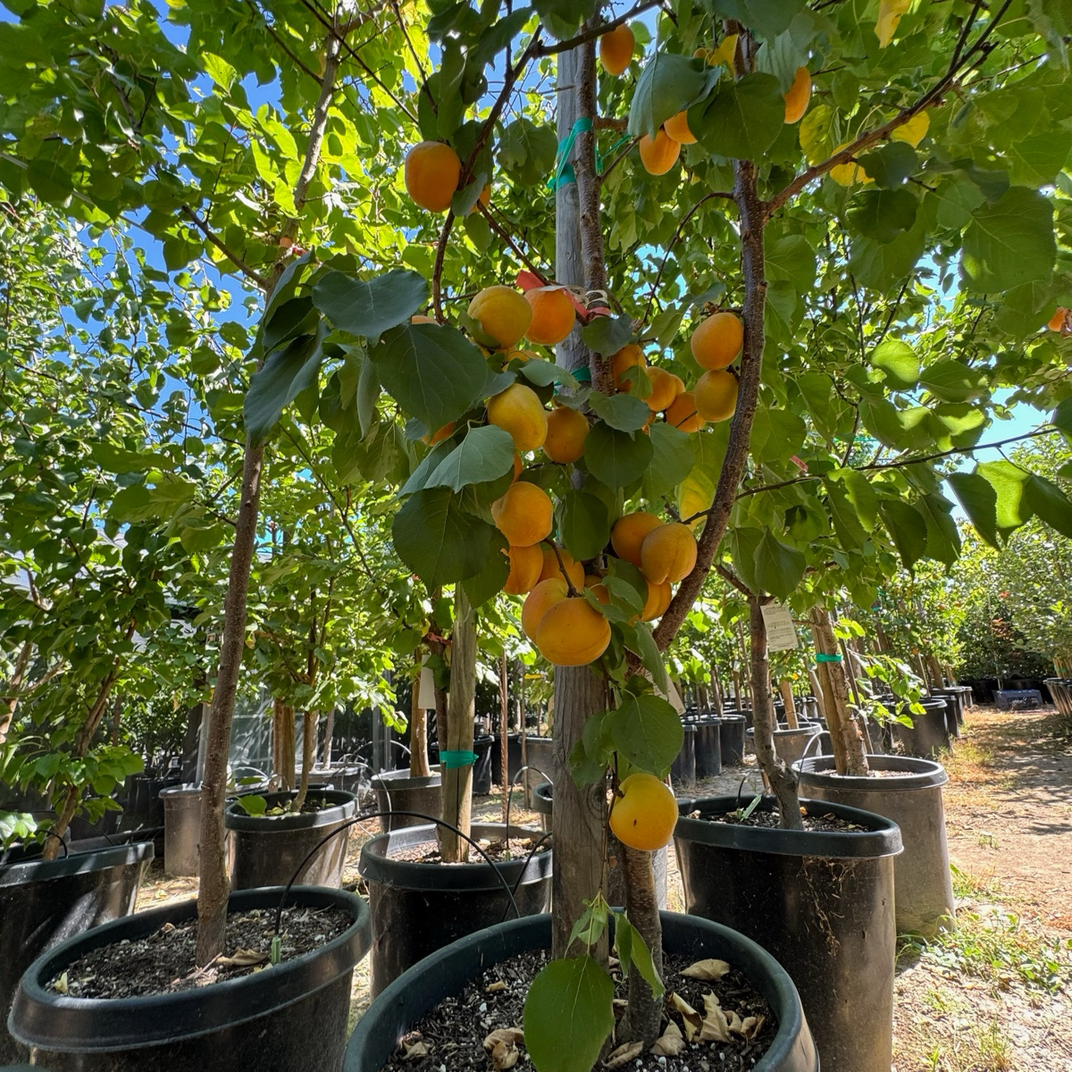 Potted More-In-One Apricot tree with ripe fruits in an outdoor setting