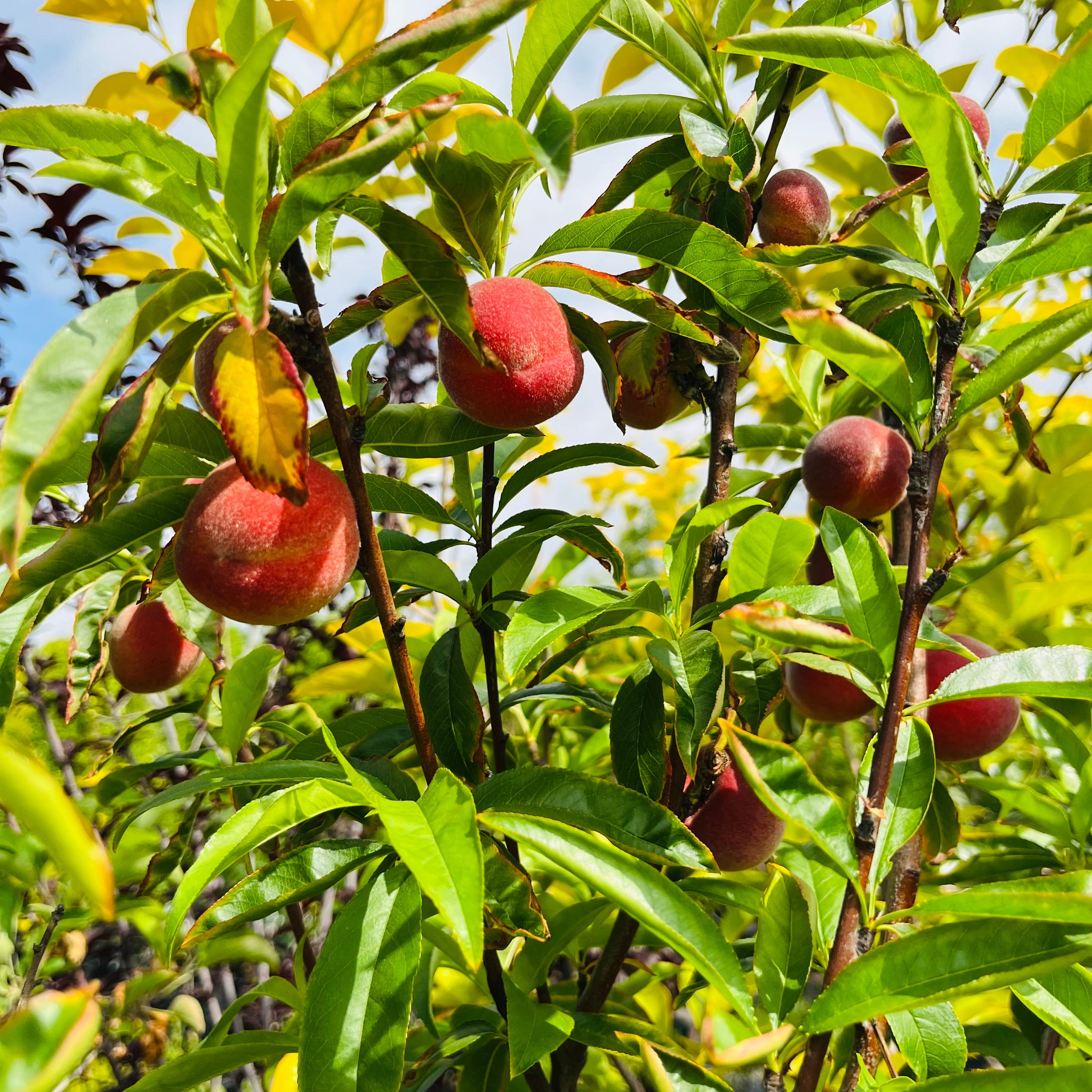 Peach Tree 4-in-1 Peaches hanging from a tree with green leaves