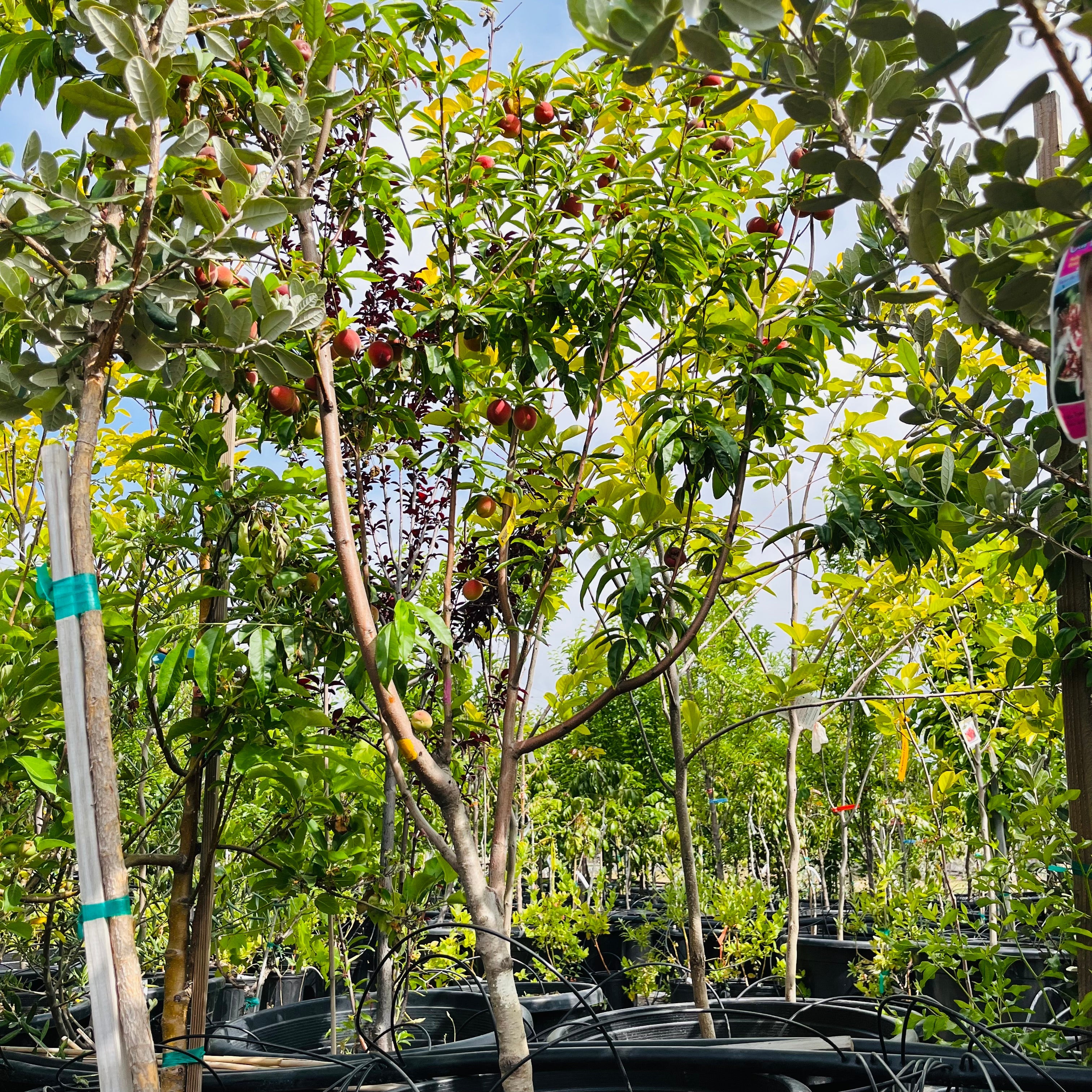 Peach Tree 4-in-1 with fruits in a garden setting