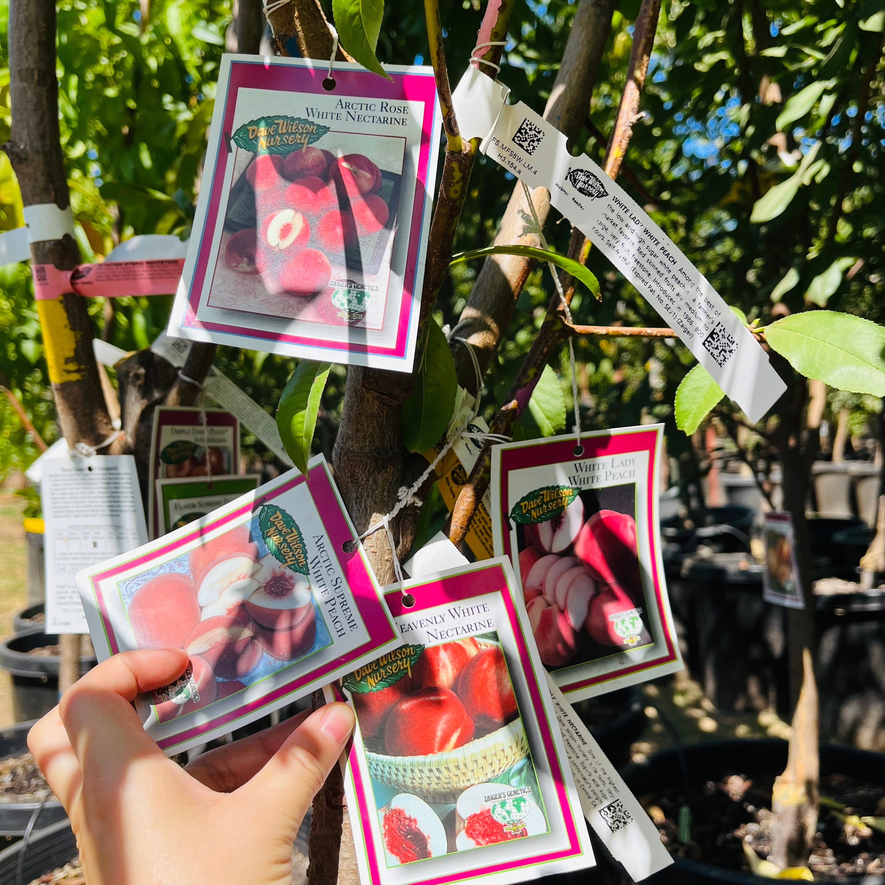 Hand holding seed packets with Peach Tree 4-in-1 images against a garden background