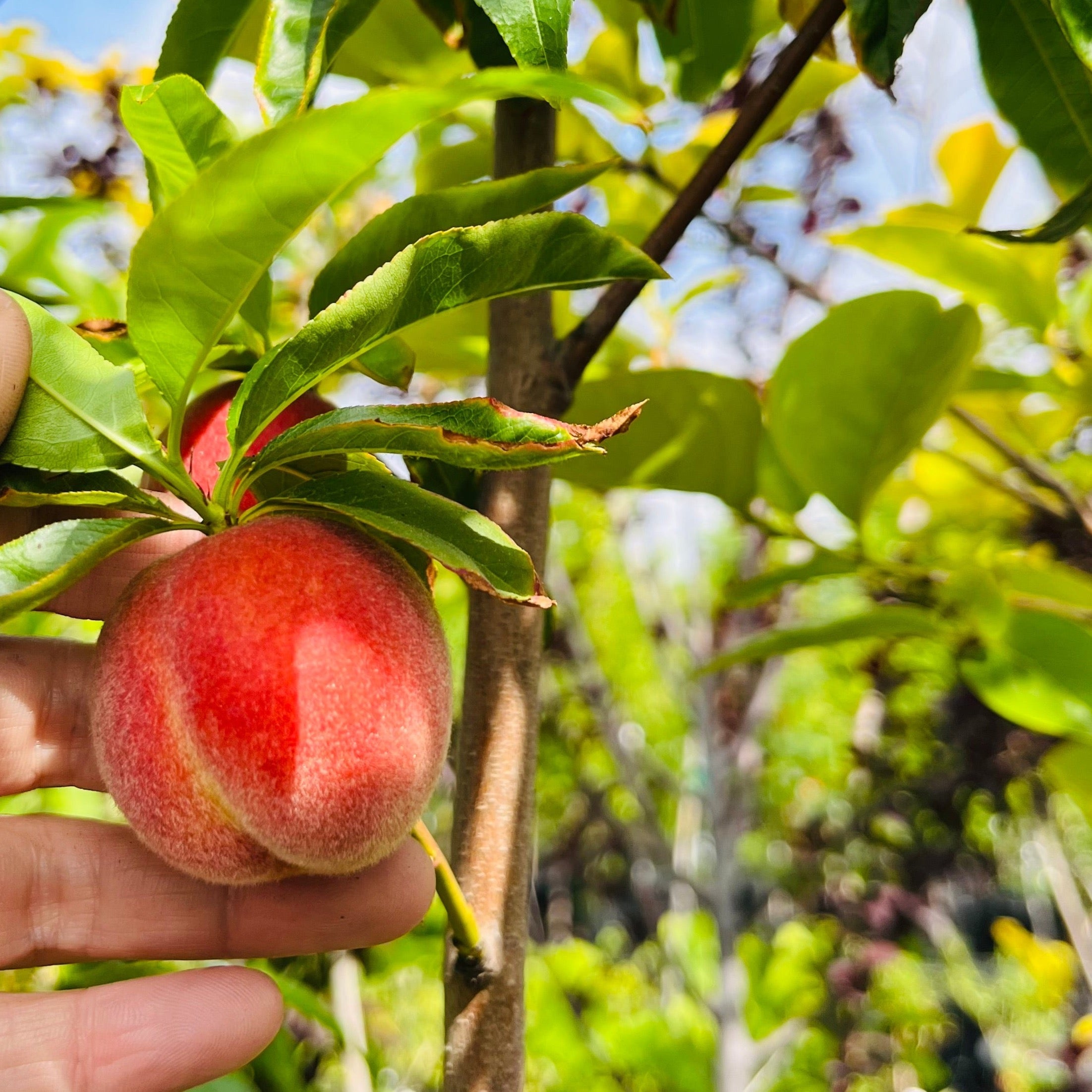 Hand holding a Peach Tree 4-in-1 red peach with a tree in the background
