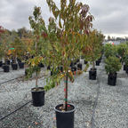 Row of potted Peach Tree 4-in-1 in a nursery setting with a cloudy sky.