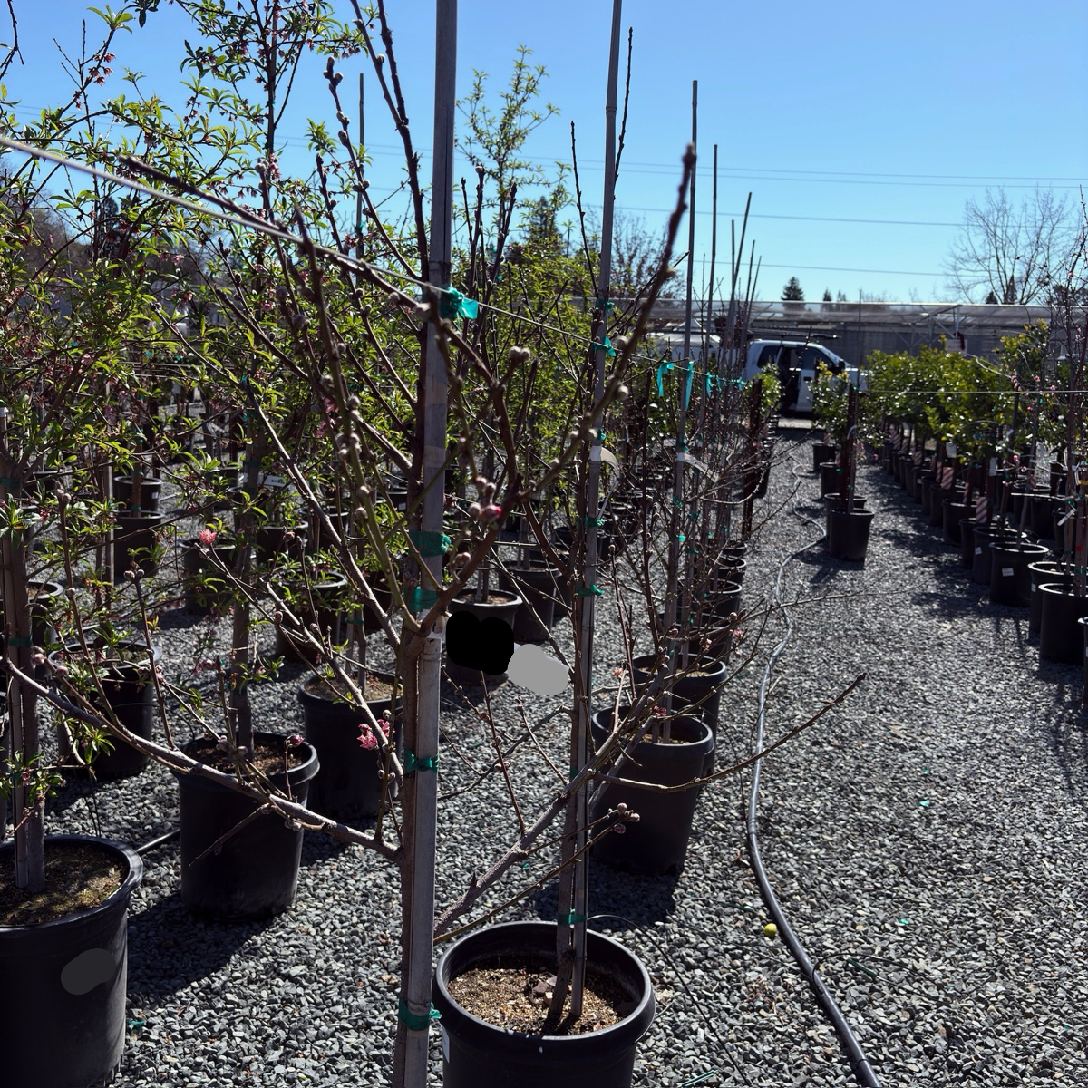planting a potted peach tree Multi-Graft Peach Tree