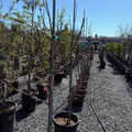Row of potted Peach Tree 4-in-1 in a nursery setting with clear blue sky.