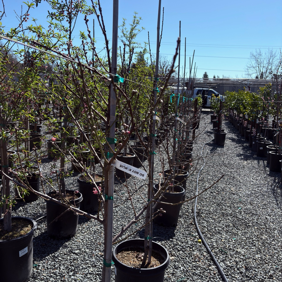 Row of potted Peach Tree 4-in-1 in a nursery setting with clear blue sky.