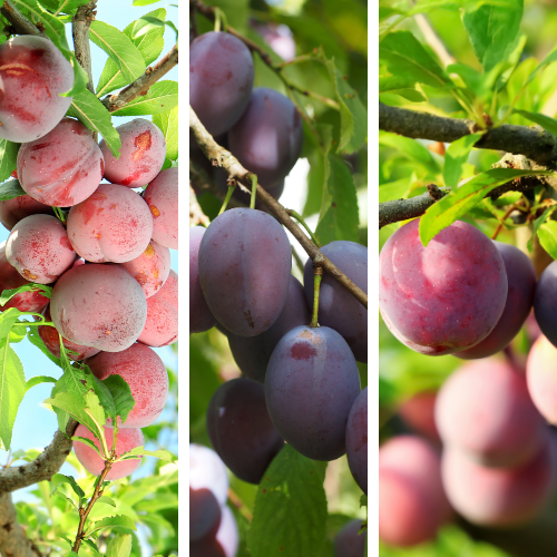  More-In-One Plum TreeThree images of plums on a tree branch with green leaves.