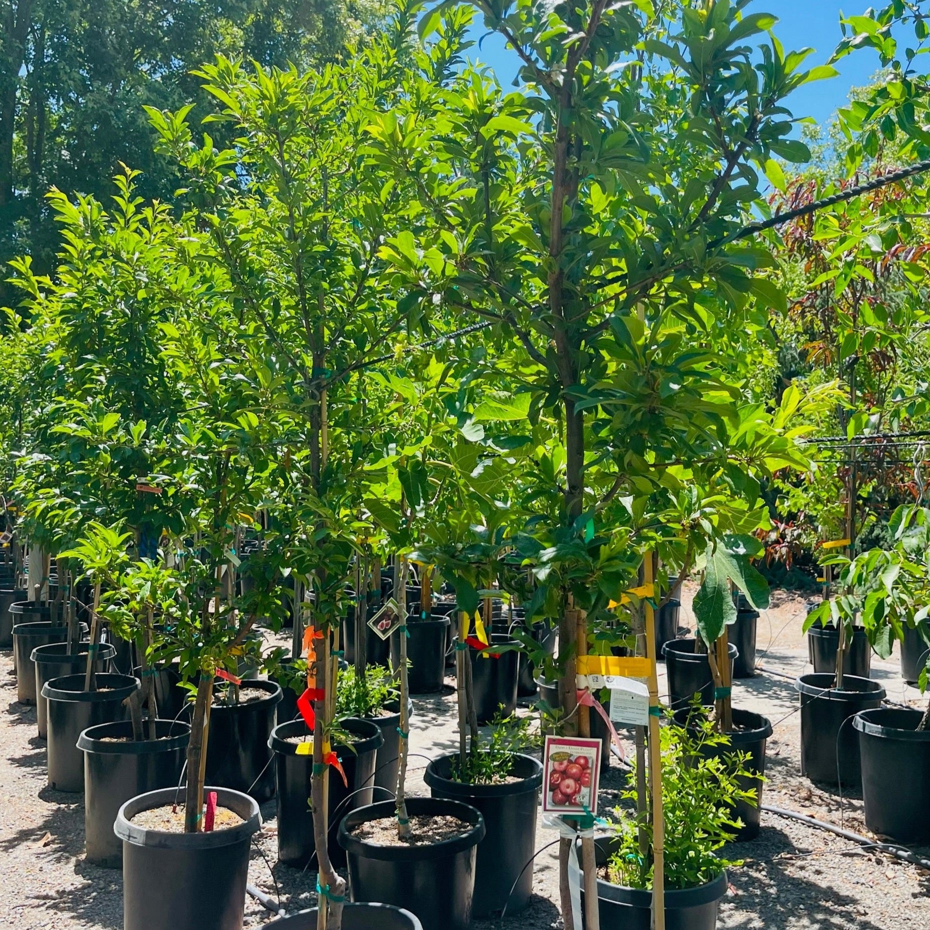 Row of potted plum trees in a nursery setting with a clear sky.