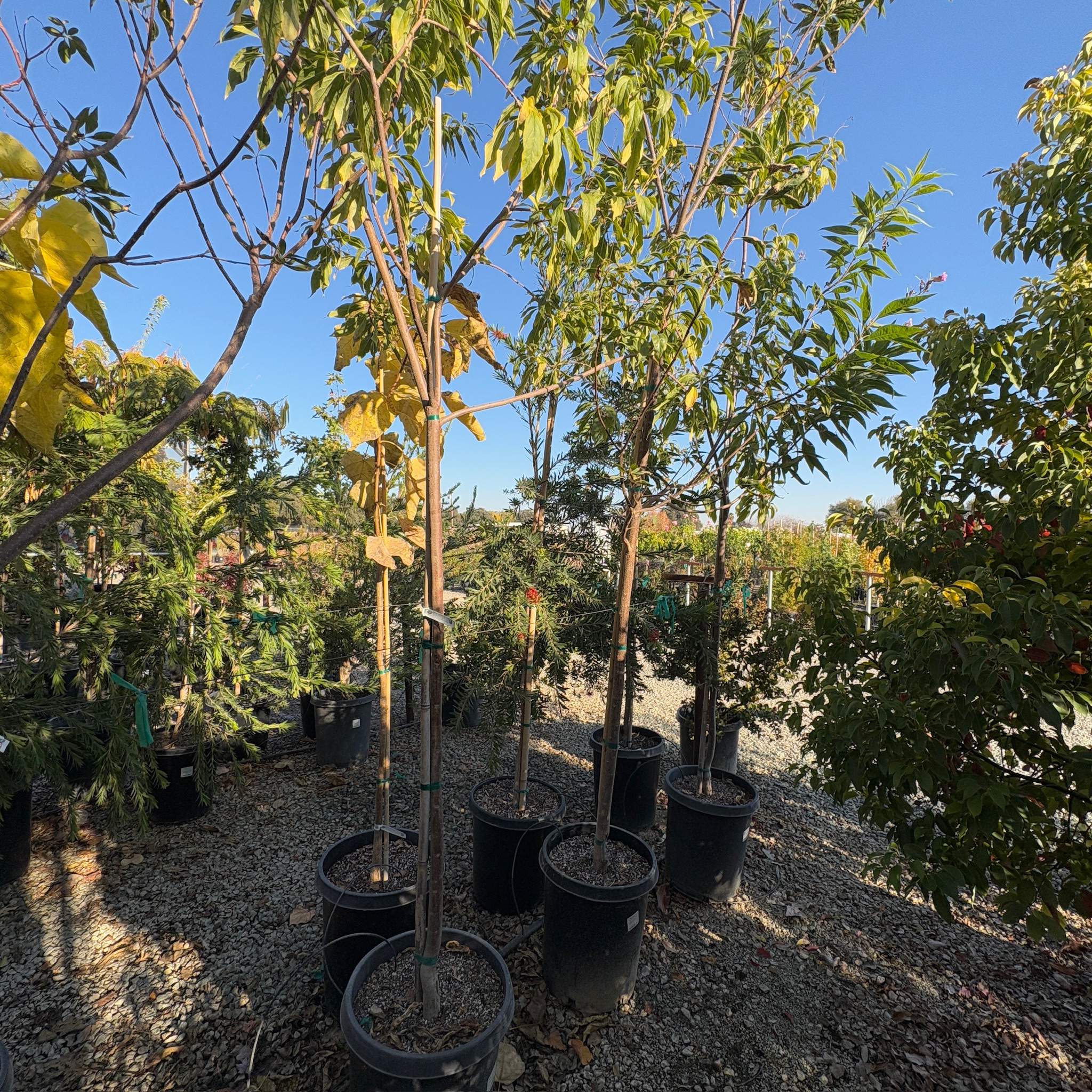 Morning Cloud Chitalpa
