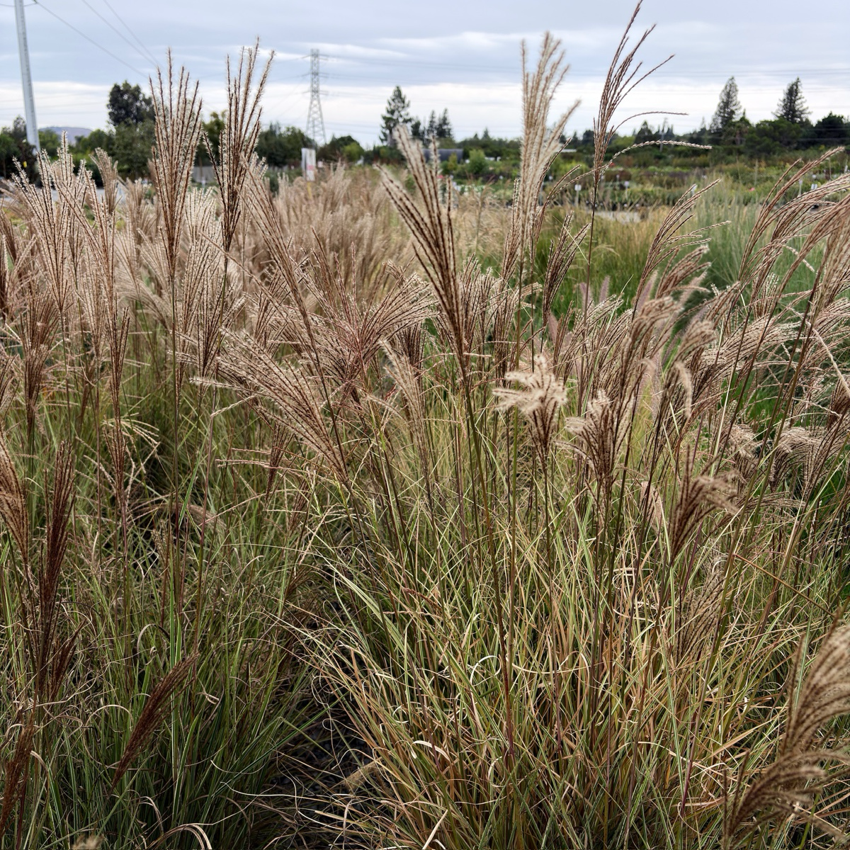 Morning Maiden Grass