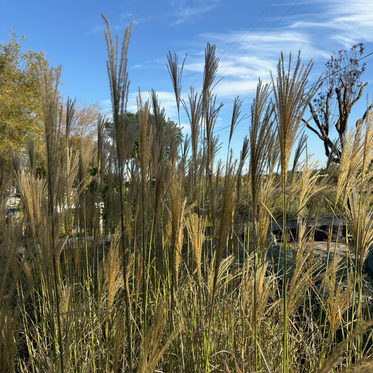 Morning Maiden Grass