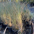 Morning Maiden Grass