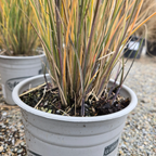 Morning Maiden Grass