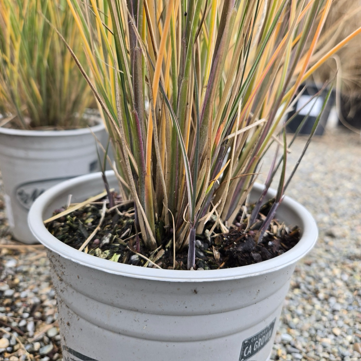 Morning Maiden Grass