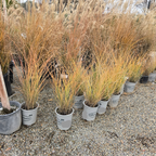 Morning Maiden Grass