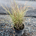 Morning Maiden Grass