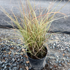 Morning Maiden Grass
