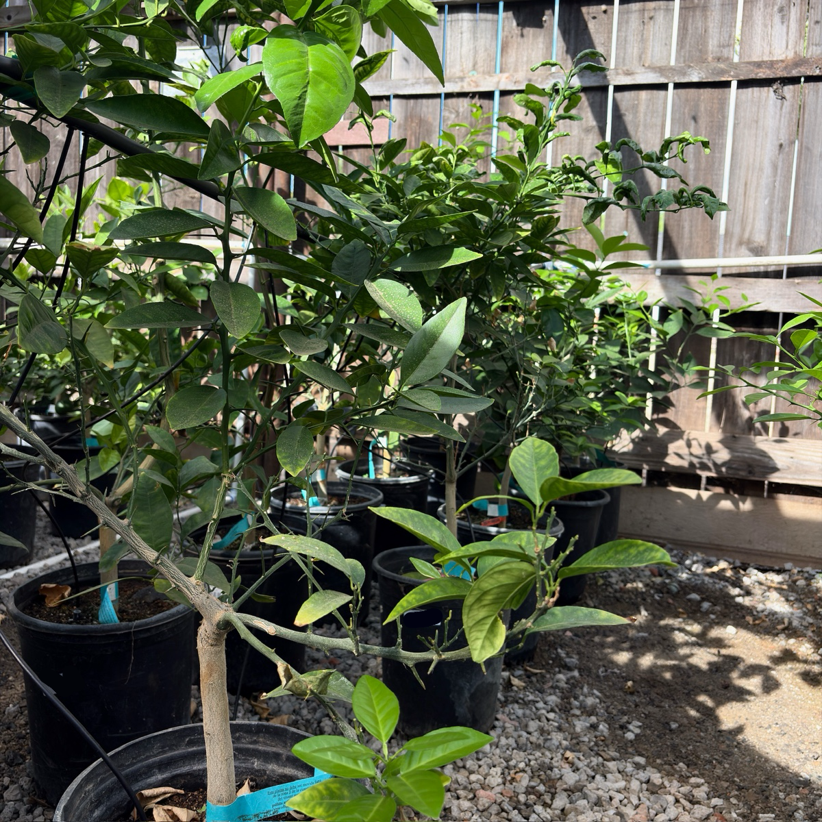 Moro Blood Orange Tree