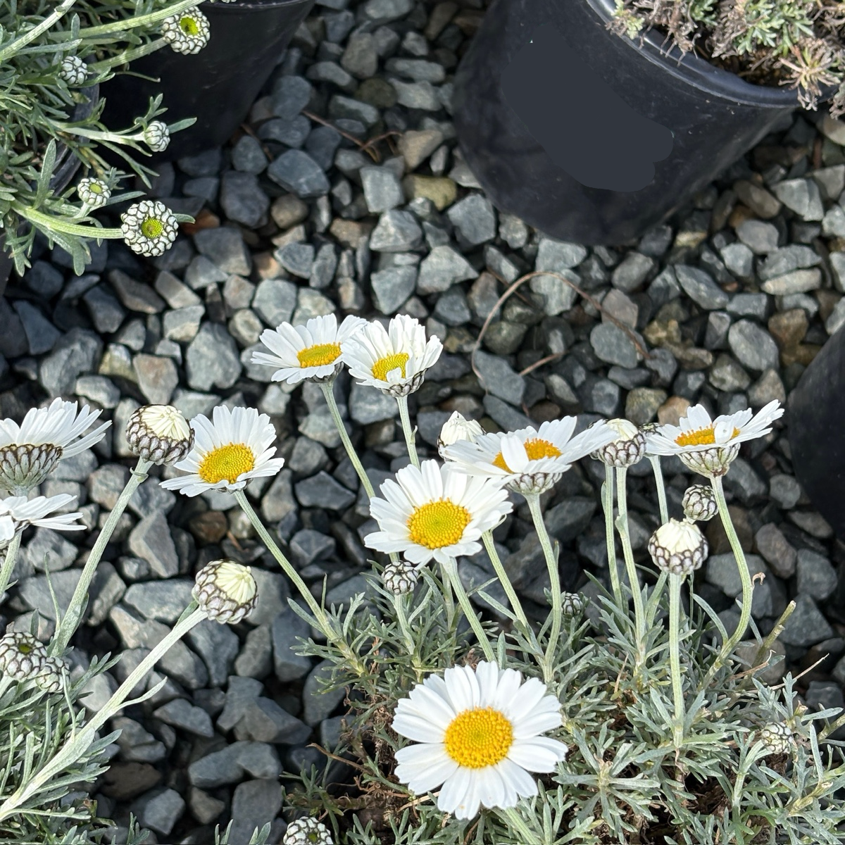 Moroccan Daisy