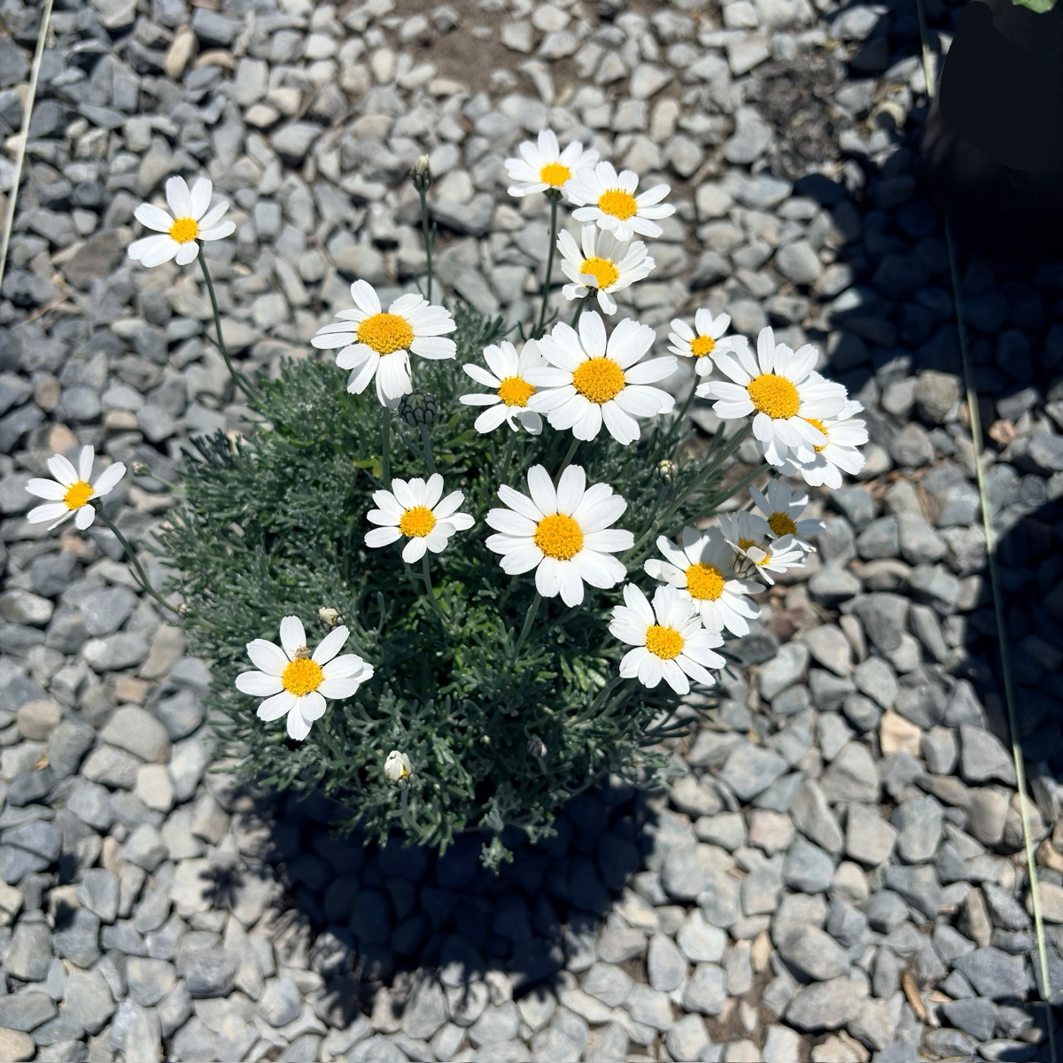 Moroccan Daisy