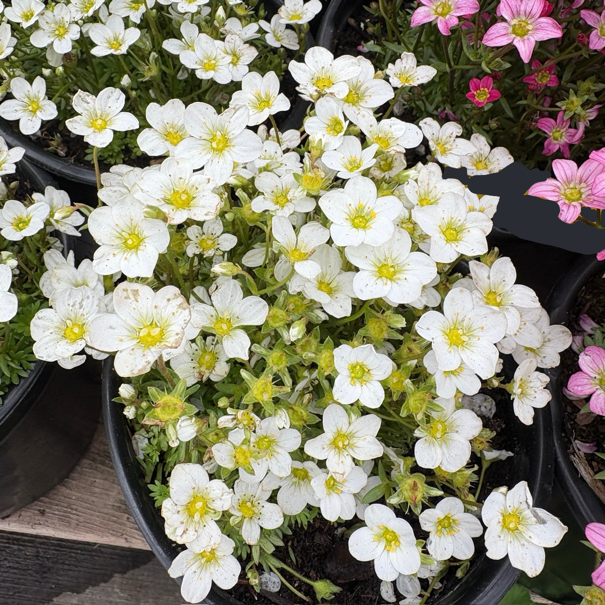 Mossy Rockfoil Flower