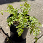 Mother Fern