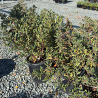 Mound San Bruno Coffeeberry