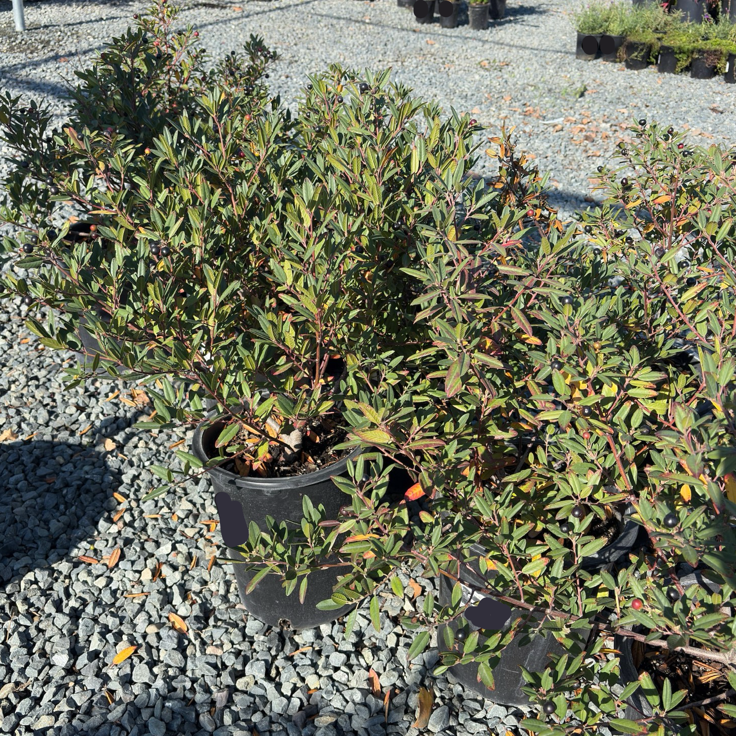 Mound San Bruno Coffeeberry