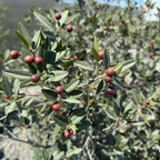 Mound San Bruno Coffeeberry