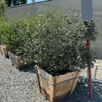 Mound San Bruno Coffeeberry