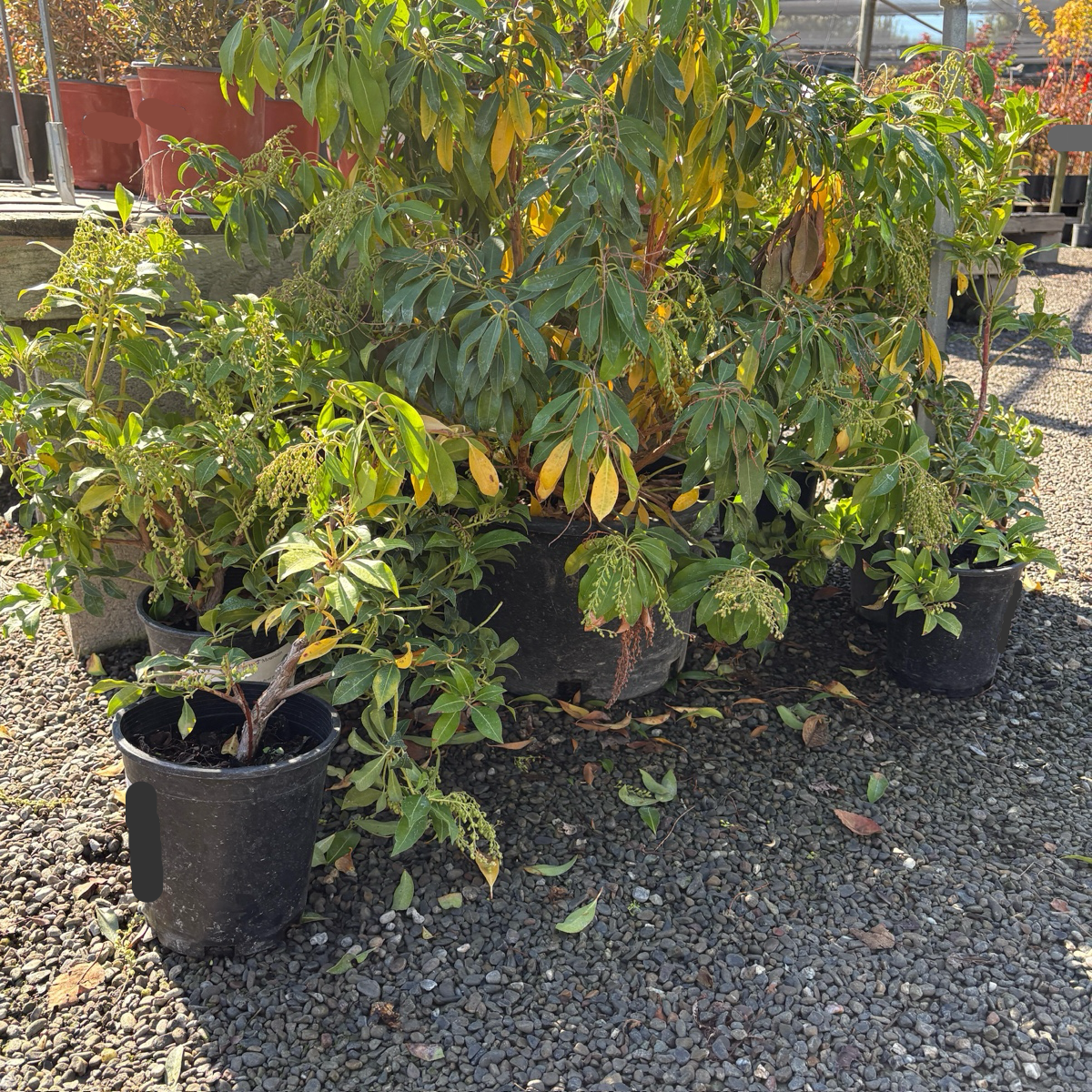 Mountain Fire Japanese Andromeda