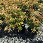 Mountain Fire Japanese Andromeda