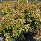 Mountain Fire Japanese Andromeda