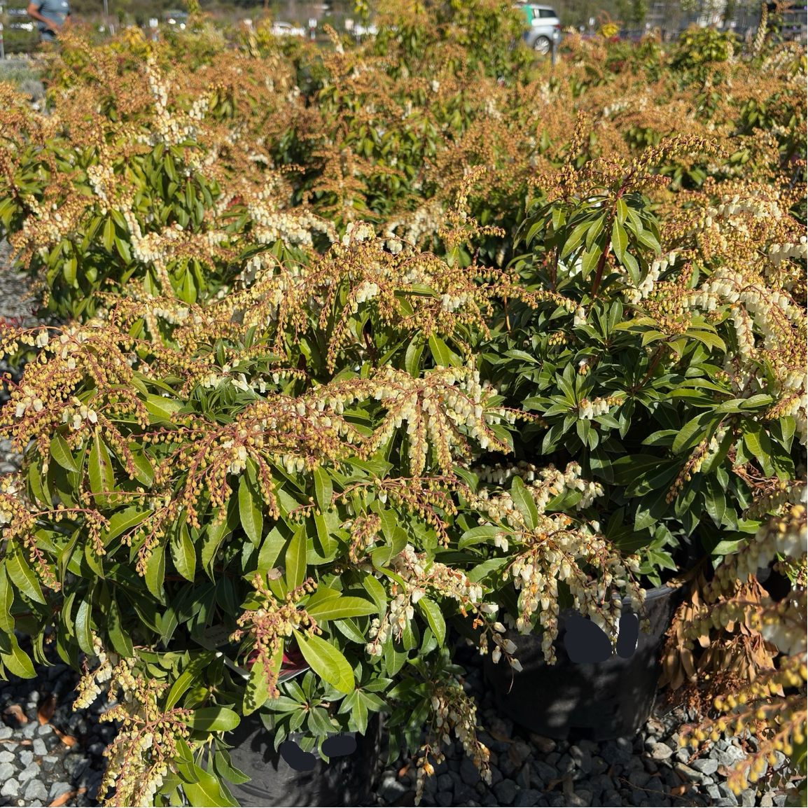 Mountain Fire Japanese Andromeda