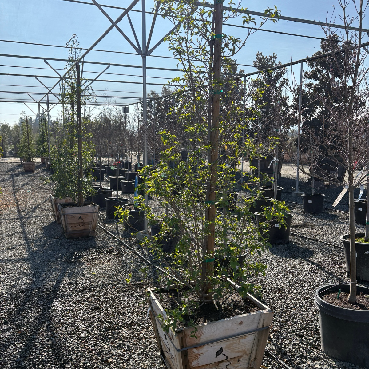 Mountain Moon Evergreen Dogwood