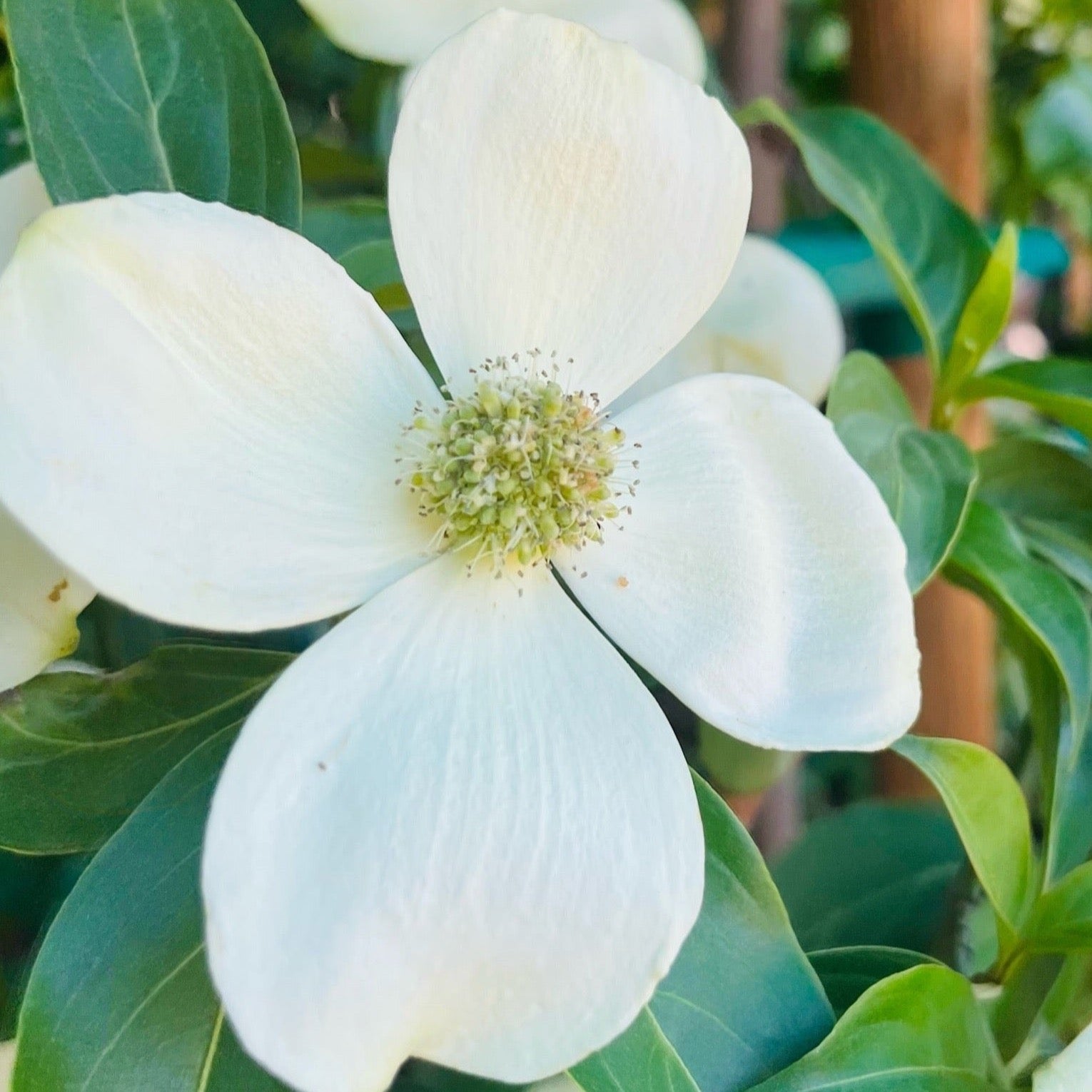 Mountain Moon Evergreen Dogwood