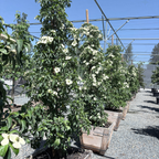 Mountain Moon Evergreen Dogwood