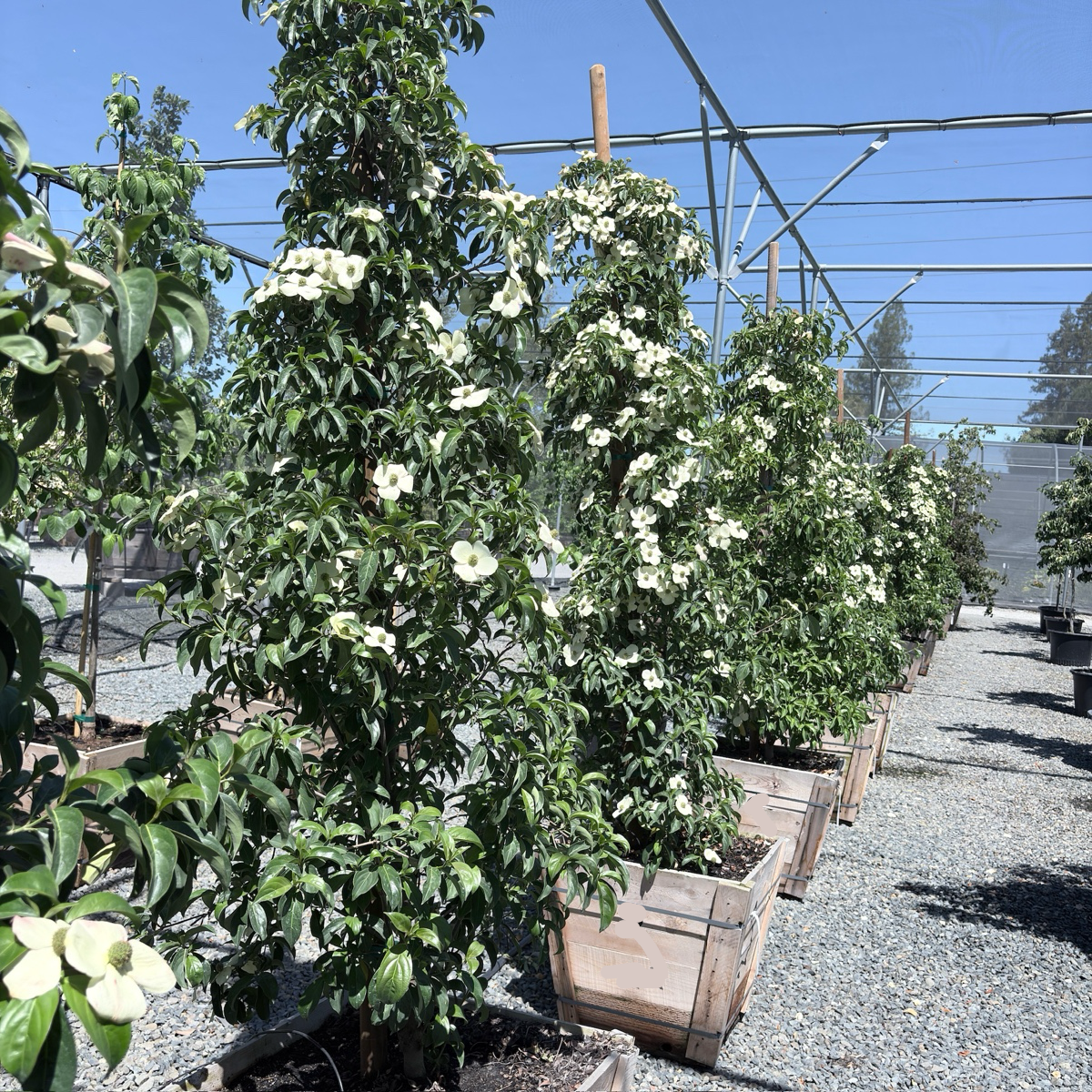 Mountain Moon Evergreen Dogwood