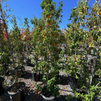 Mountain Moon Evergreen Dogwood