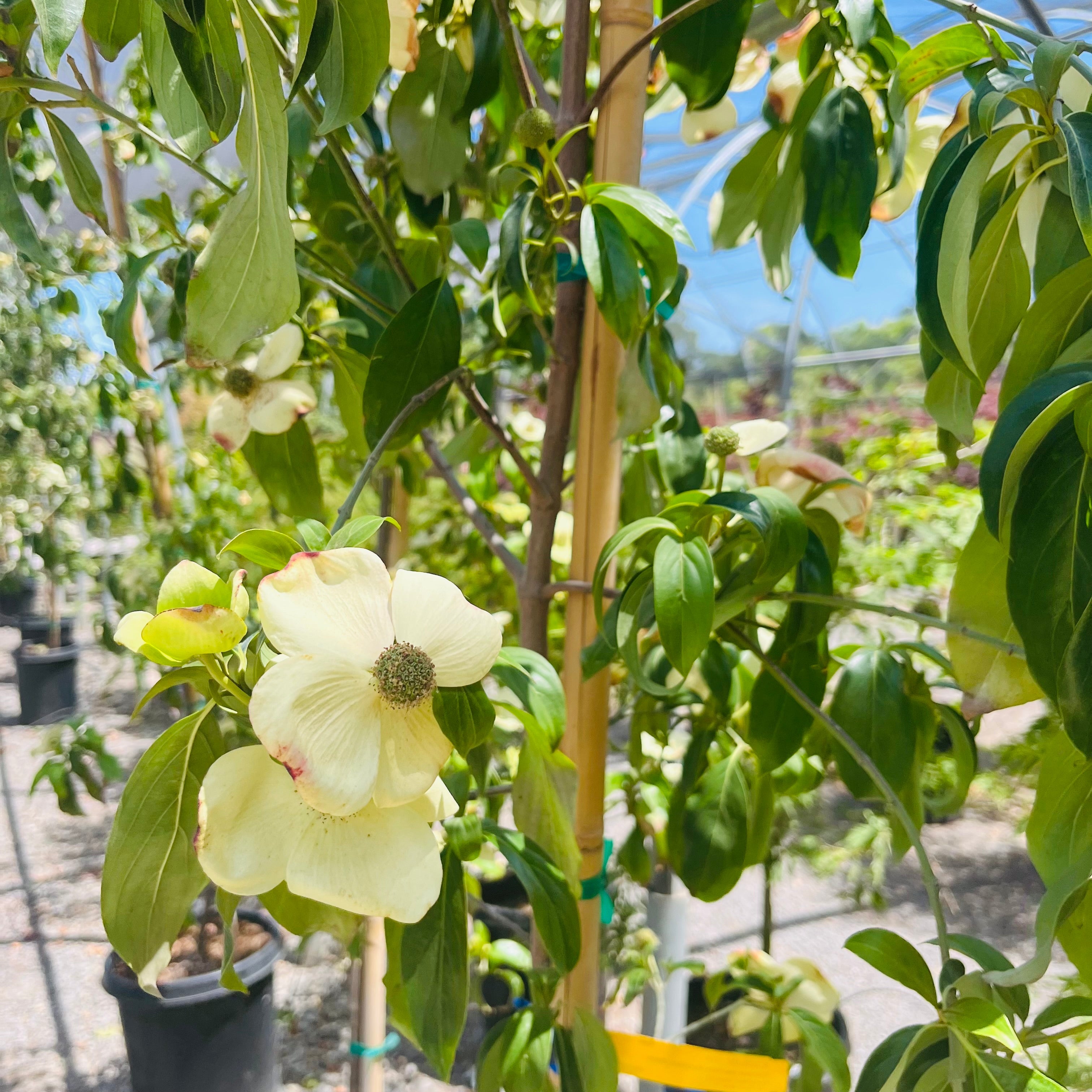 Mountain Moon Evergreen Dogwood