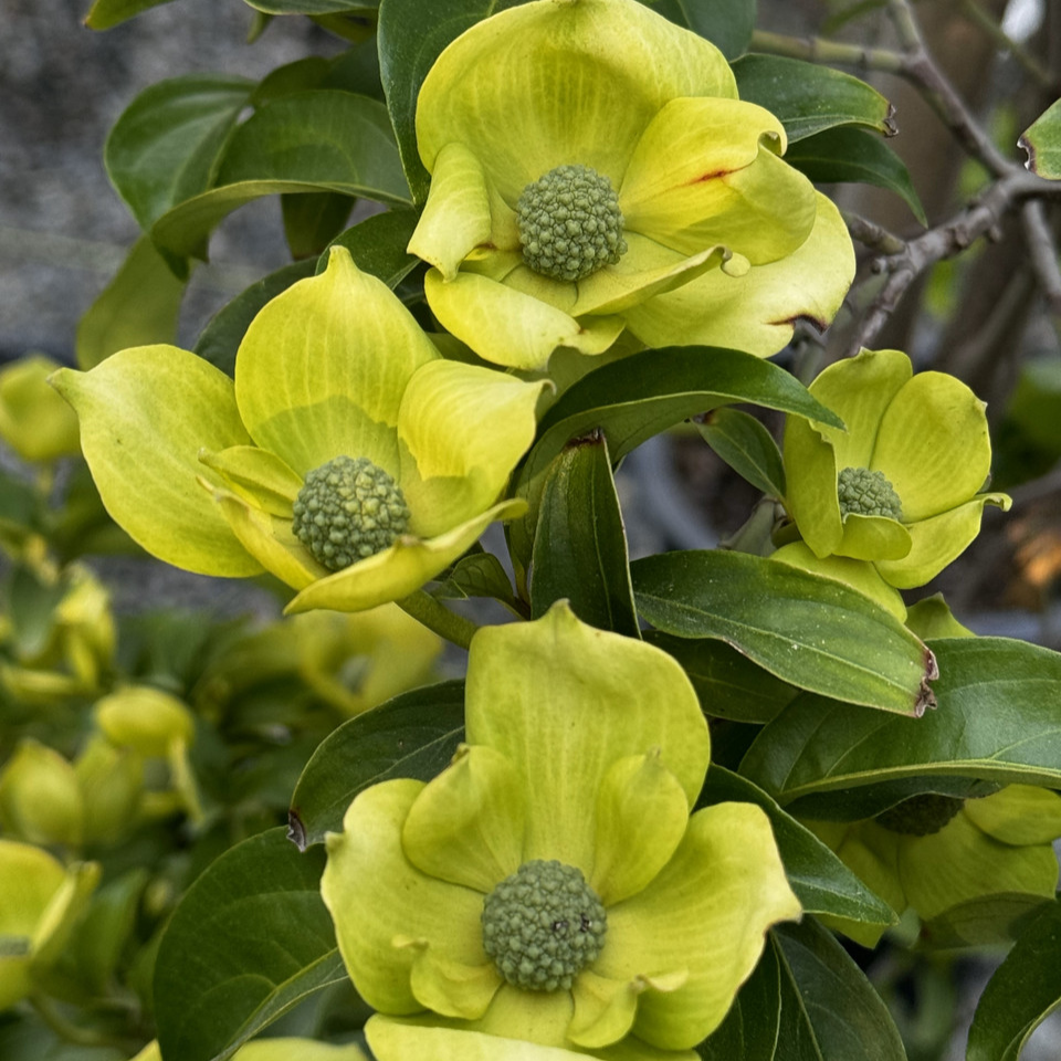 Mountain Moon Evergreen Dogwood