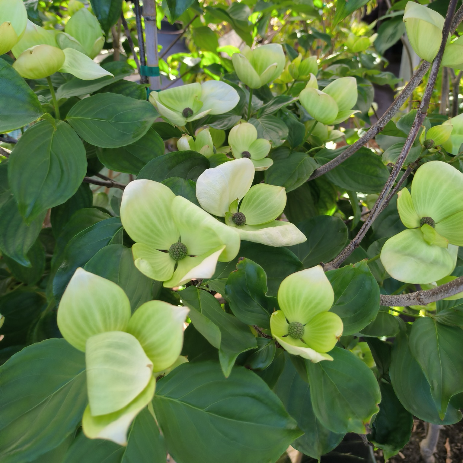 Mountain Moon Evergreen Dogwood