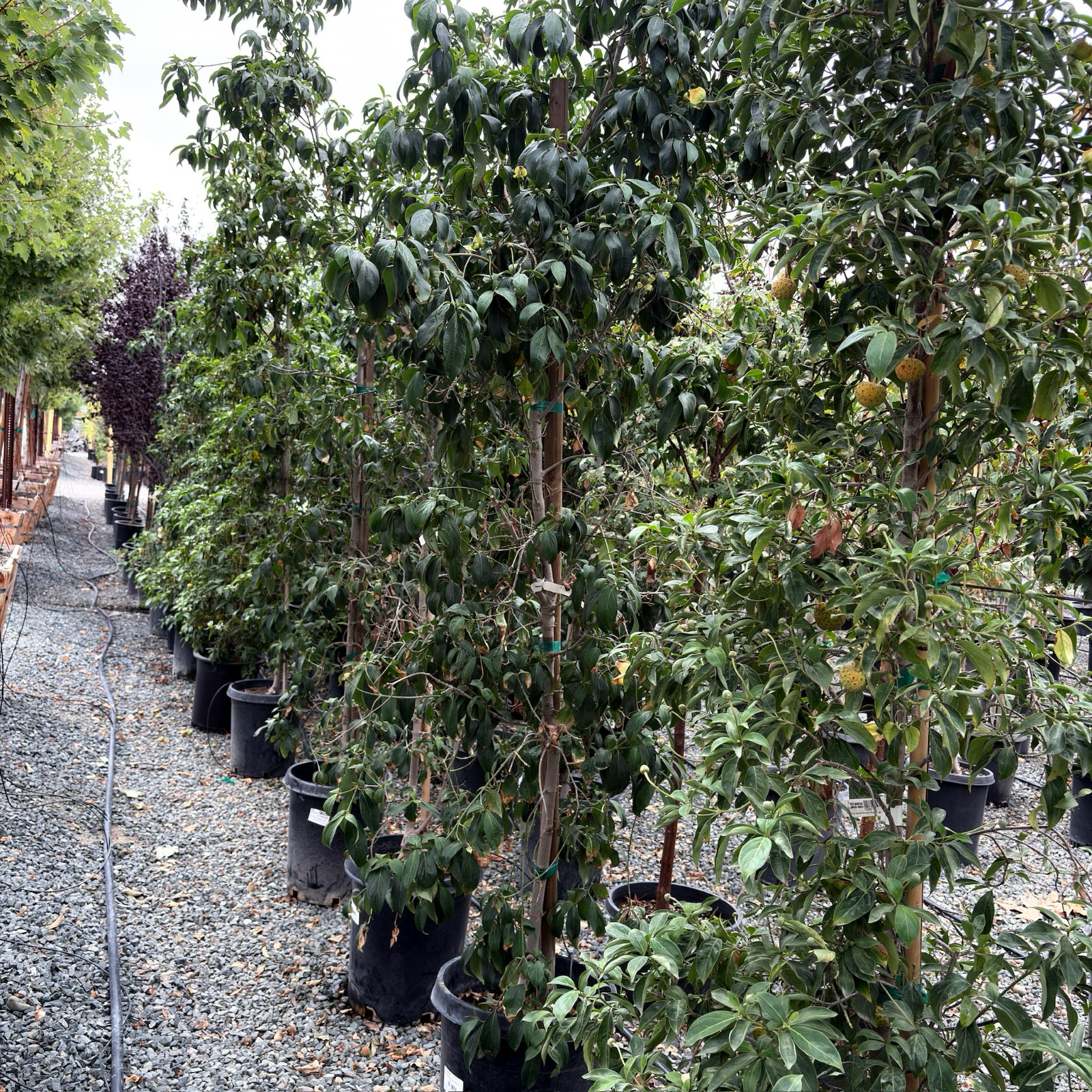 Mountain Moon Evergreen Dogwood