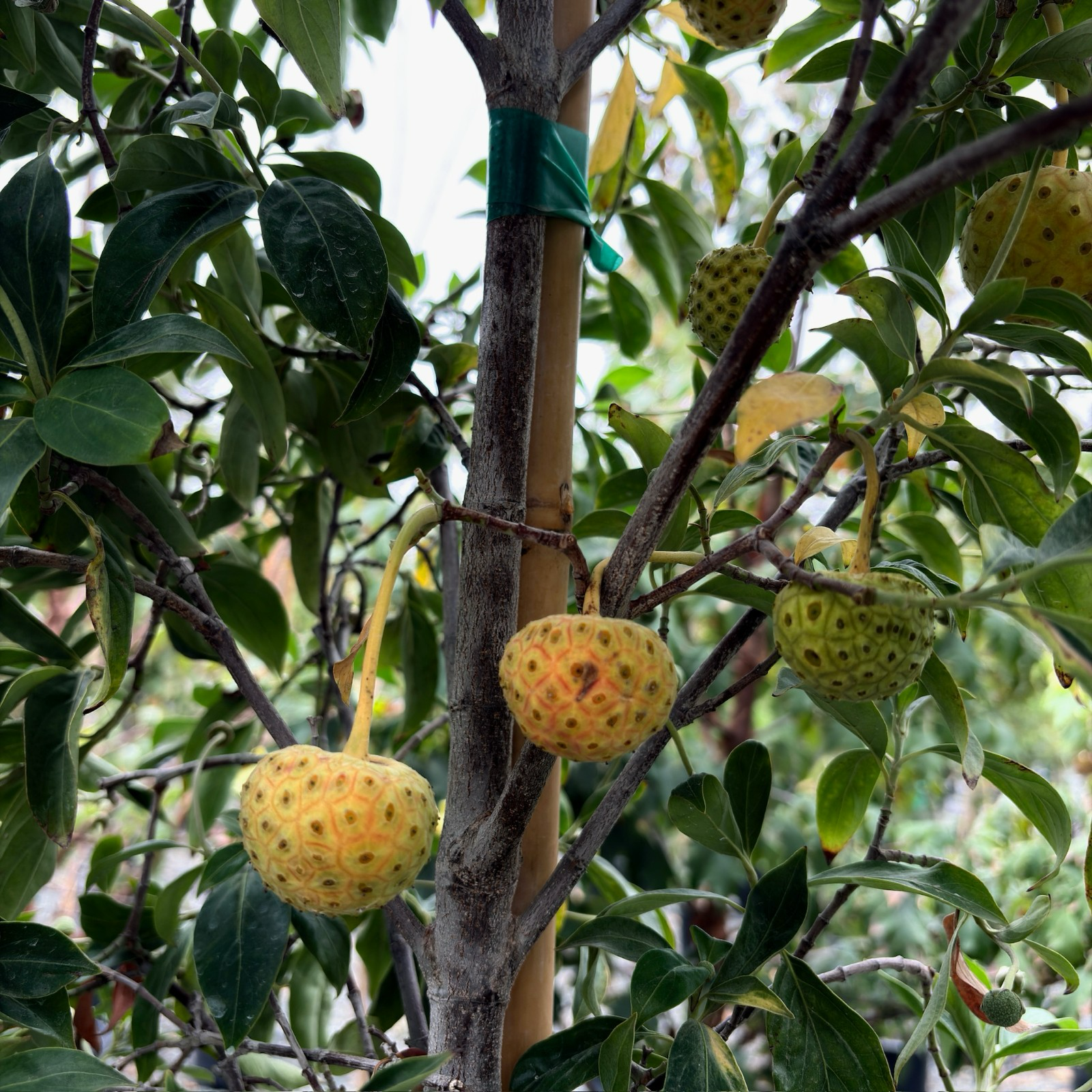 Mountain Moon Evergreen Dogwood