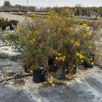Mountan Marigold
